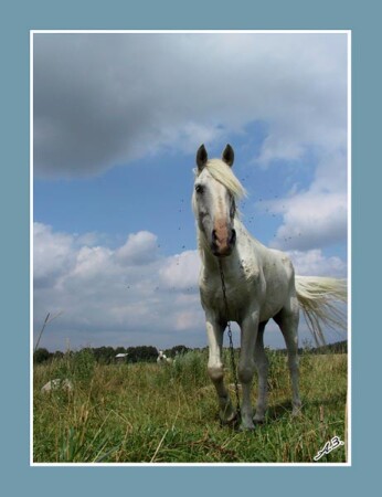 &quot; Раздолье&quot;