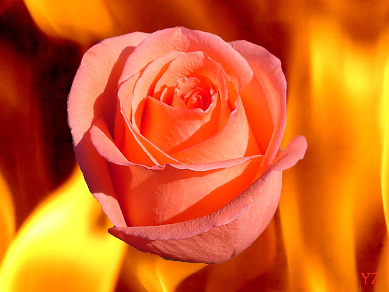 Rose in fire
