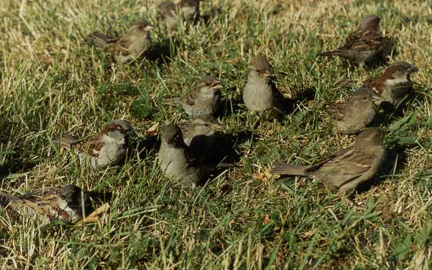 Vorobushki