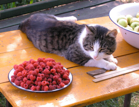 Малиновый рай