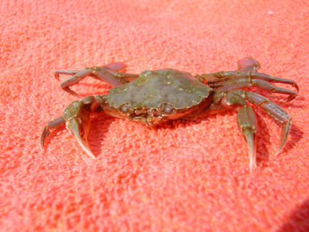 Морской краб