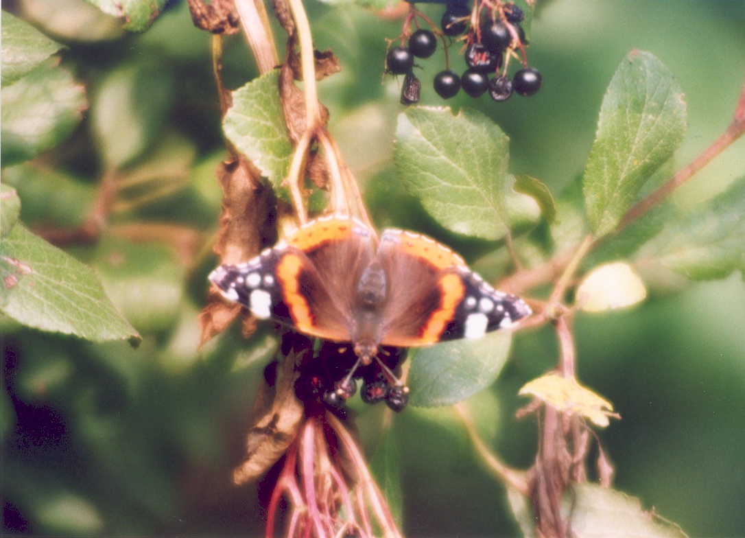 butterfly