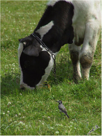 Давай подружимся