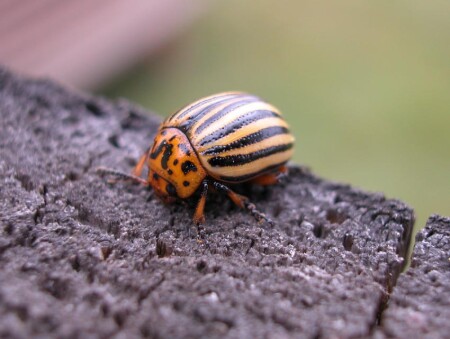 Картофельный странник