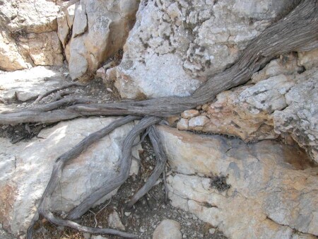 Жажда жизни