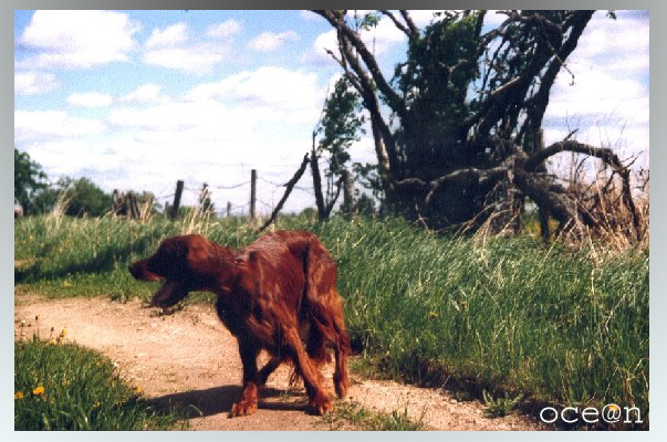 Irish setter