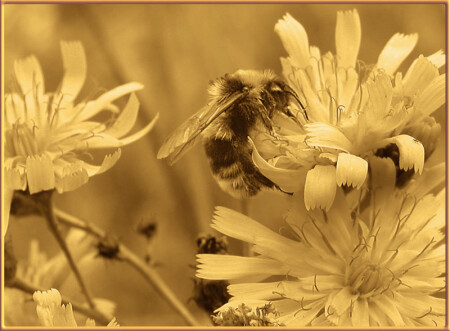 Золотой шмель