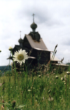 ромашка