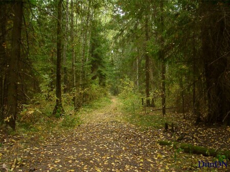 ОСЕННЯЯ ТРОПИНКА