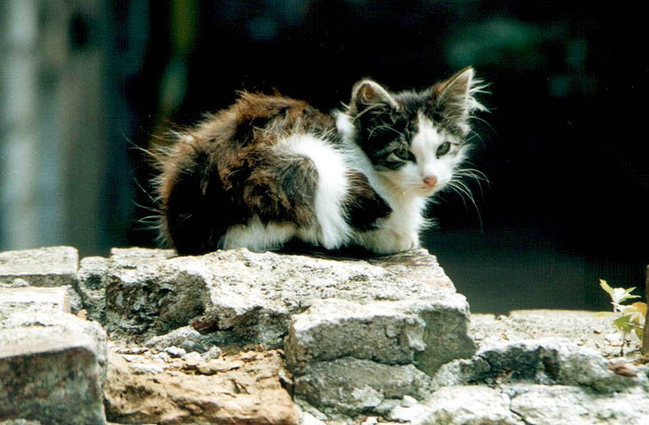 котенок