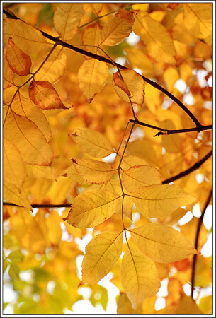 Осенний этюд, снятый в московском дворе в пору торфяных пожаров.