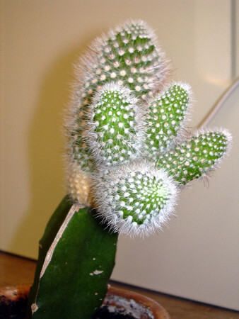 Мичуринский кактус