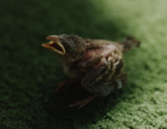 new born