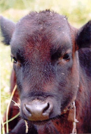 Местный житель