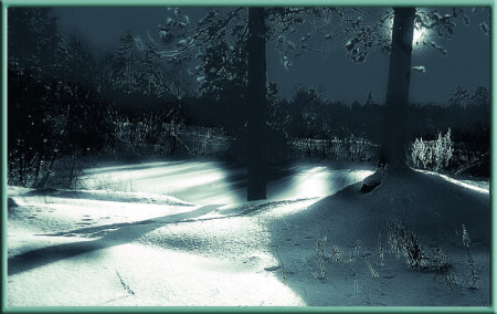 Ночь в лесу.