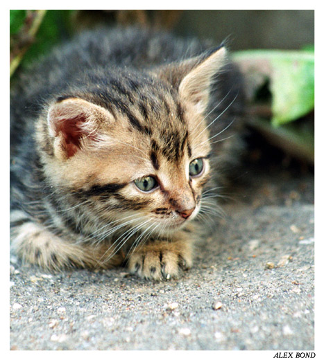 KITTEN PORTRAIT / ПОРТРЕТ КОТЕНКА