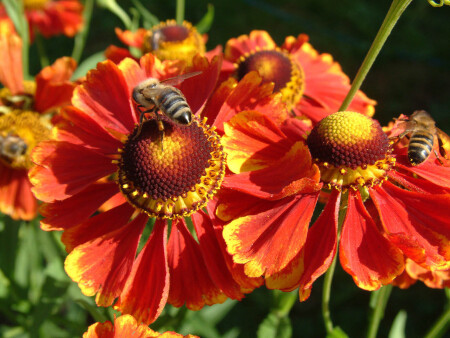 Яркие краски лета