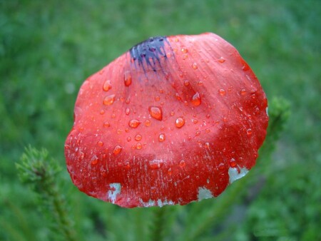 После дождя