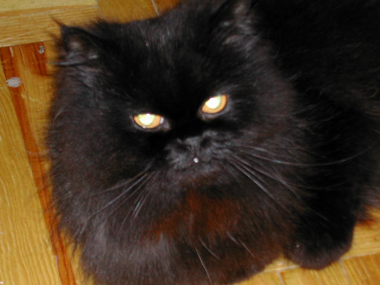 Мой кот