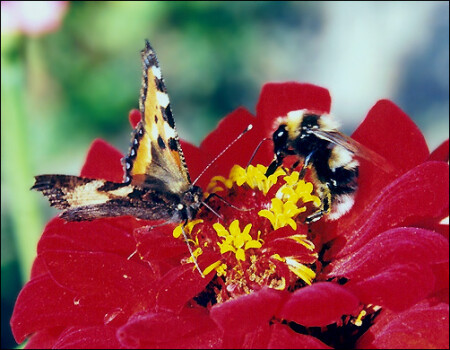 Бабочка и шмель