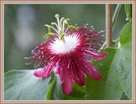 Моя прекрасная леди