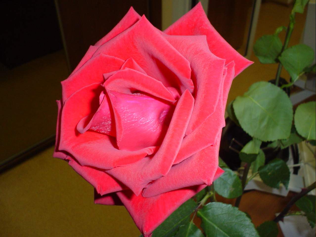 Розовая алость.