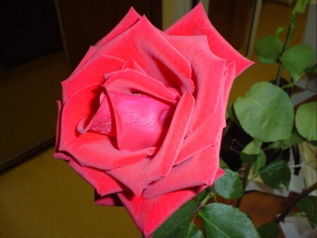 Розовая алость.