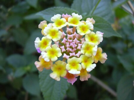 Просто цветочек