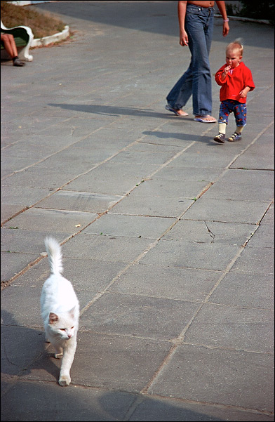Кастрированное фото