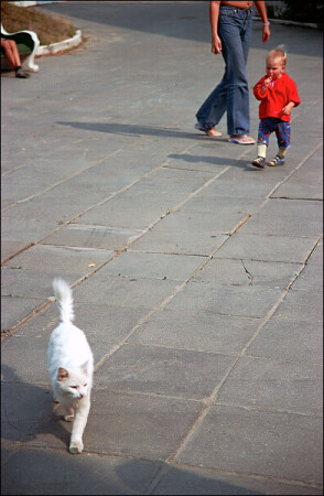 Кастрированное фото
