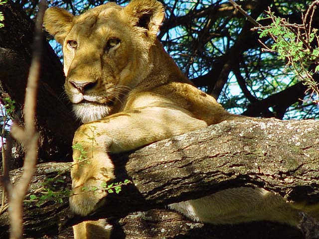 Kat on the tree