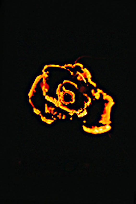 rose