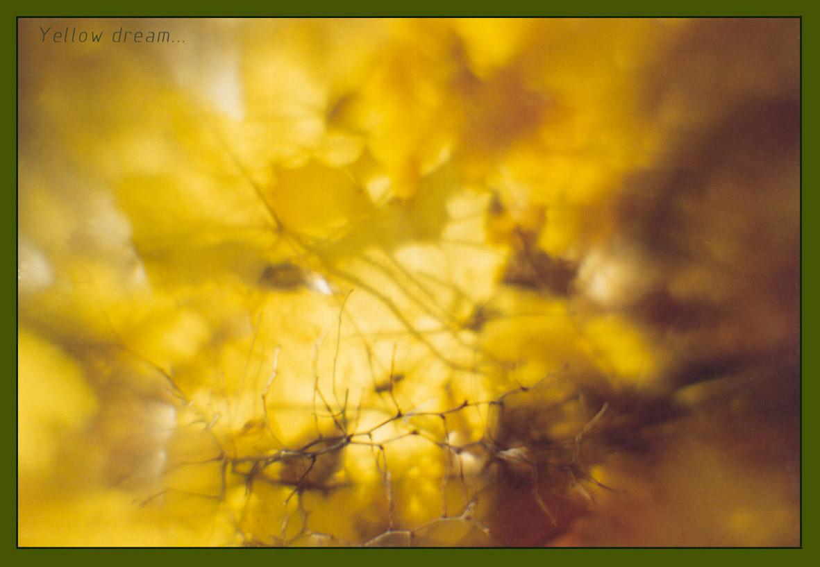 yellow dream