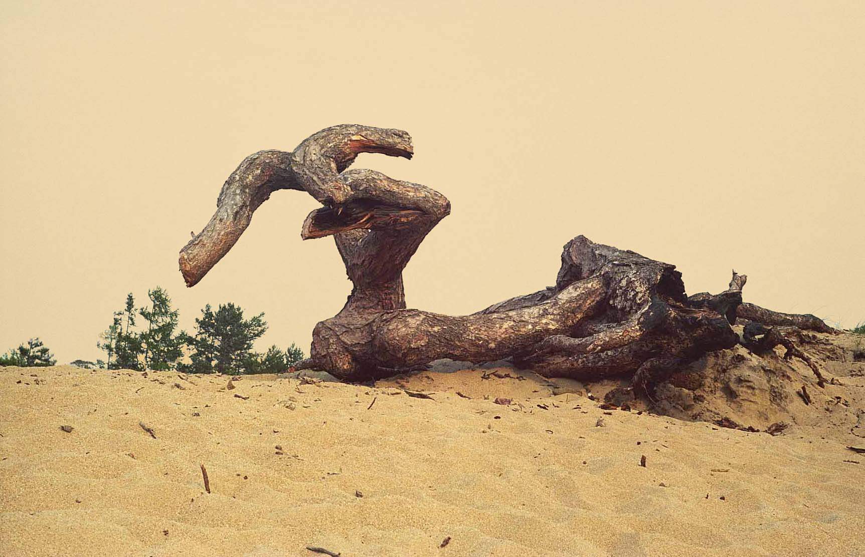 Коряга