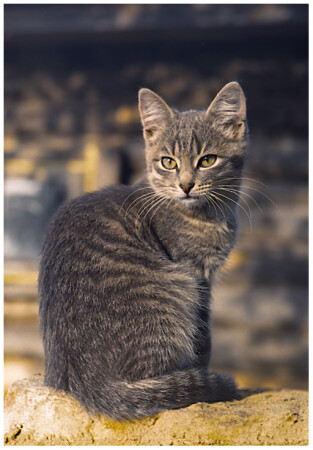 Снимай пока я добрый...