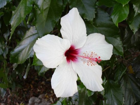 Белый красавец