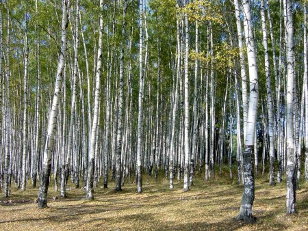 Березовая роща