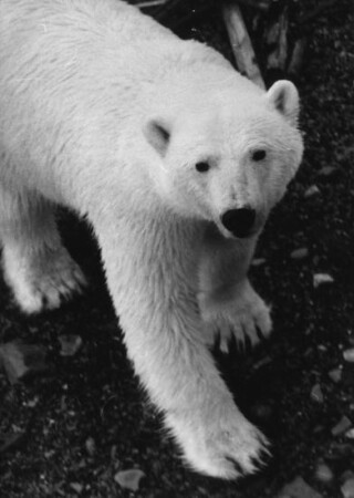 Разрешите представиться - Медведь... белый