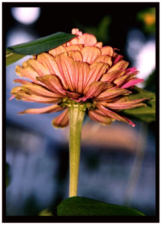another flower