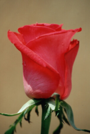 Ах я насилу проснулась...Я ещё совсем растрёпанная...