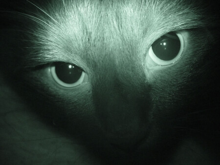 E. T.