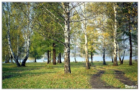 Лесная дорога