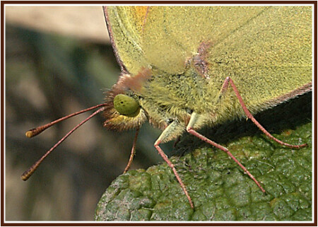 Зеленоглазая