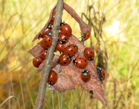 Божья тусовка