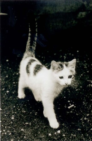 Замечательный котёнок