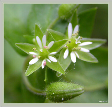 Маленькие белые цветочки