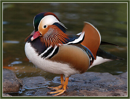 Мандарин во всей красе...