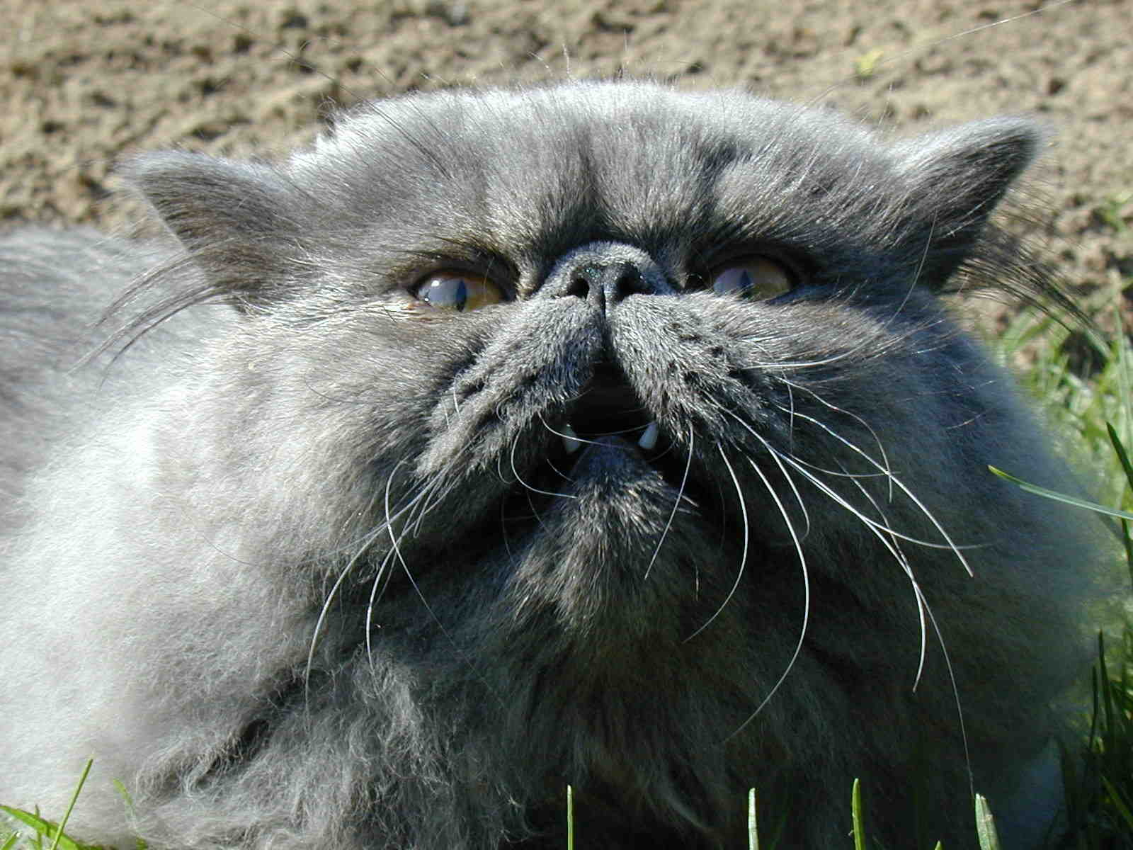 Страшнее кошки зверя нет