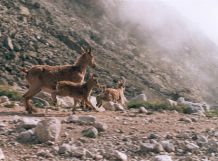 Козлята с мамой