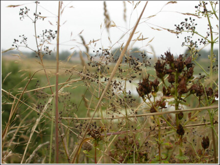 Трава на высоком берегу.